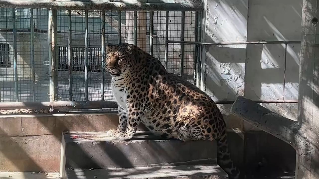 四川一动物园豹子胖成"豹警官" 年轻时照片曝光身材还没走样