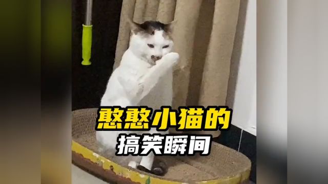 盘点憨憨猫咪的搞笑瞬间,主人也是被它们蠢到了!