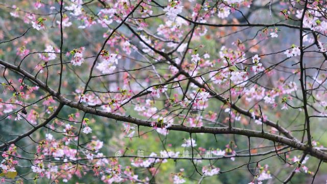 醉美踏春行丨早樱报春,株洲市石峰公园满树繁花