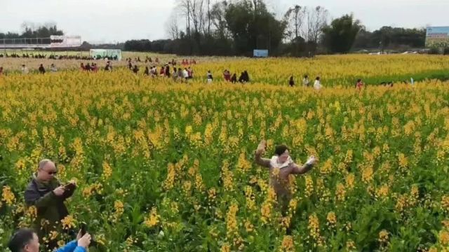 德阳各地油菜花陆续绽放,趁着周末去赴一场花田之约吧!