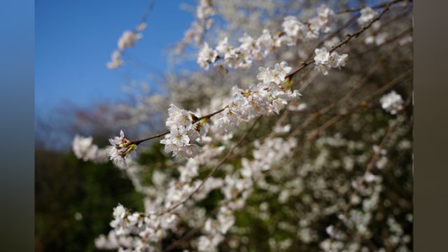 邵阳绥宁:野樱烂漫春意浓 田园美景入画来