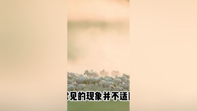 奇怪的知识又增加了!马的交配与繁殖:宁可错杀一千2动物人与自然马