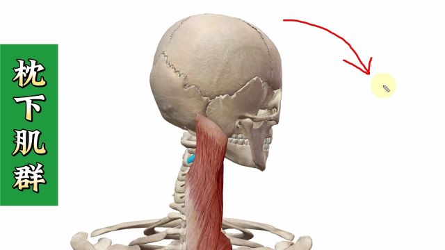 【枕下肌群】3D解剖——颈部最重要的肌肉群,4个方面全方位讲解——天下明医平台简灵奇针