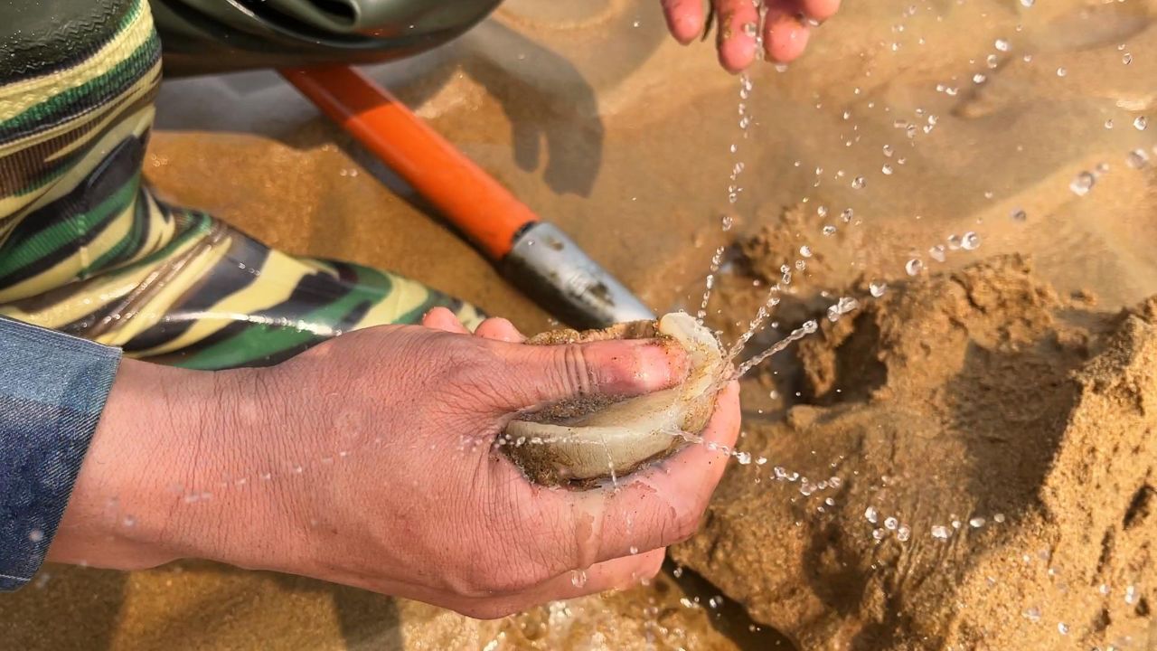 退大潮货就是多,表哥赶海猫眼螺一个接一个,好久没有这么过瘾了.