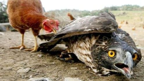 老鹰到农场偷鸡，竟遭遇到生平最大的耻辱，公鸡的战斗力真猛