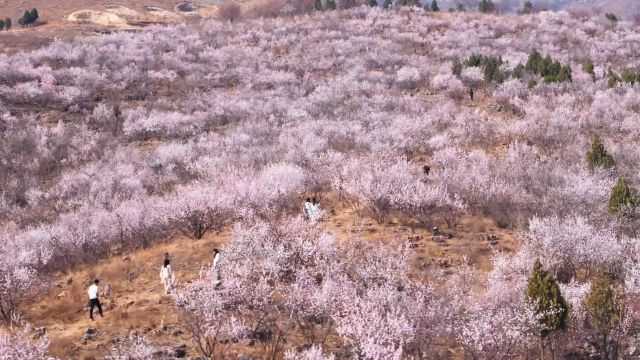 五里沟桃花节