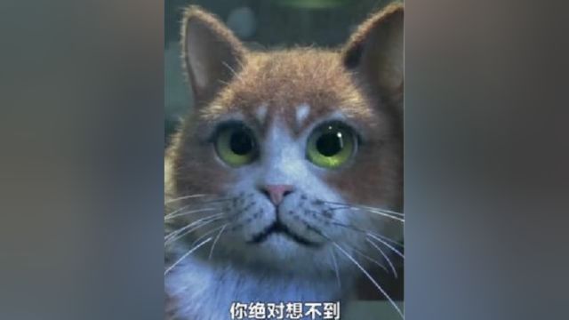 猫为什么怕黄瓜,看完这个视频告诉你答案