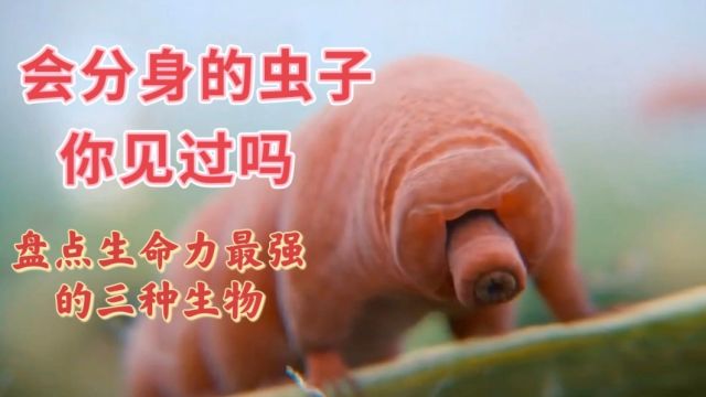 分身的虫子你见过嘛?盘点生命力最顽强的三种生物