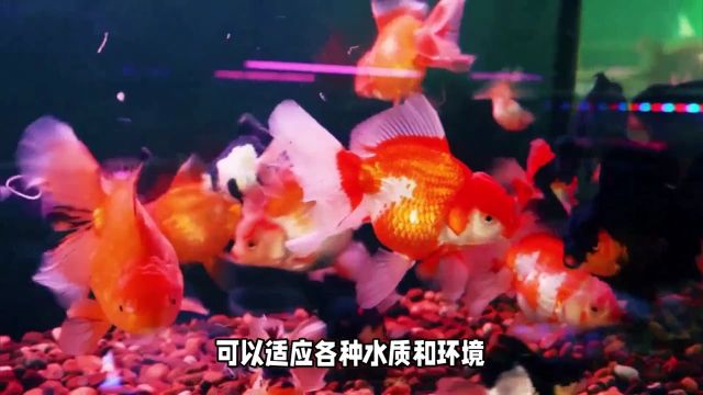 观赏鱼饲养宝典:从金鱼到龙鱼的挑选与养护