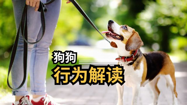 狗狗这些行为语言?你知道几个