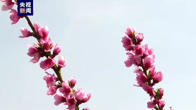 矿山→花海 来自云南曲靖的别样春和景明