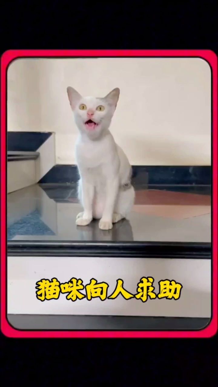 聪明的猫咪向人求助救主人