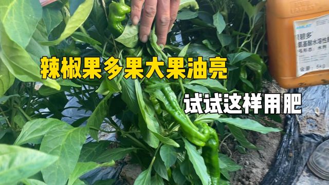 进口生根剂新疆哈密辣椒使用翠姆根碧多+大量元素水溶肥,茎秆粗壮,坐果量大,辣椒油亮翠绿