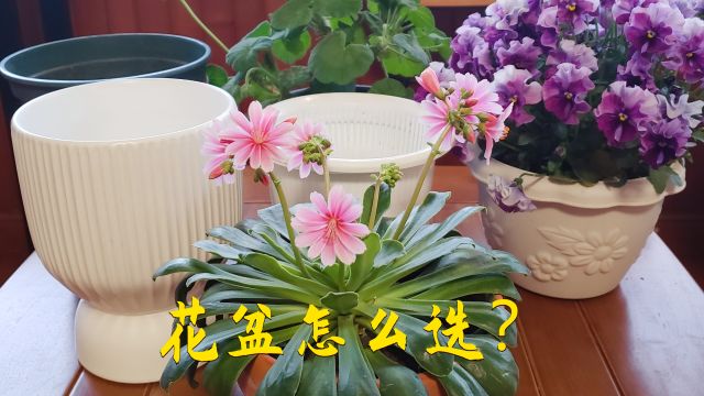 如何选择合适的花盆?不同材质花盆对比,陶盆、陶瓷盆、塑料盆你会怎么选?