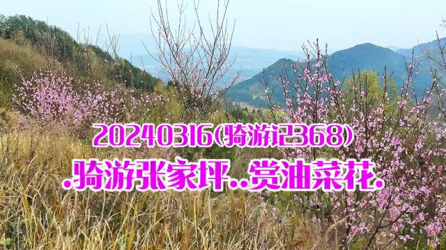 20240316(骑游记368).骑游张家坪.赏油菜花. (悠然种养殖家庭农场)