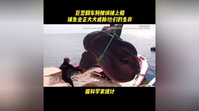 巨型翻车鲀被渔船误捕上岸,多少神奇的海洋动物正遭受我们造成的生存危机?