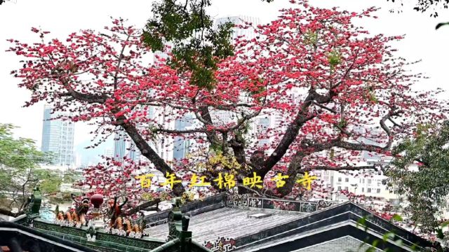 广东中山:西山寺里春日浓,百岁红棉花正盛