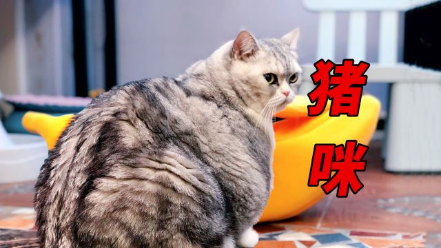 盘点全网最胖的猪咪,网友:铲屎官不干养殖真是屈才了! #猪咪系列 #胖猫 #大肥猫