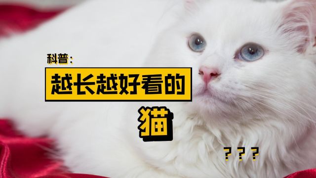 越长越好看的猫,堪称猫界颜值潜力股