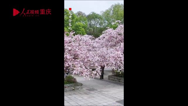 重庆:垂丝海棠盛放 书香与花香交织