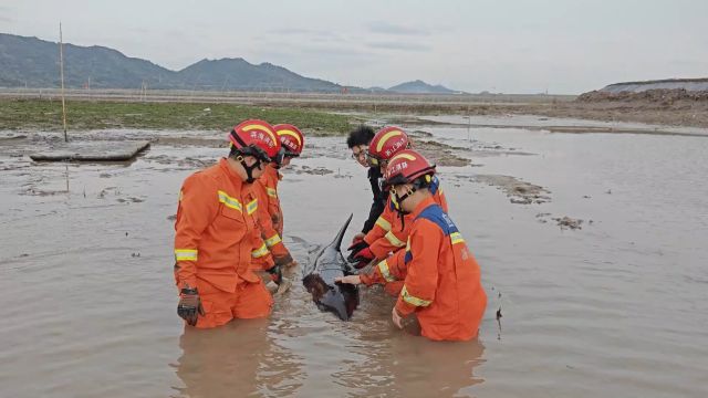 成功营救!浙江温岭一海豚搁浅,多部门合力救助