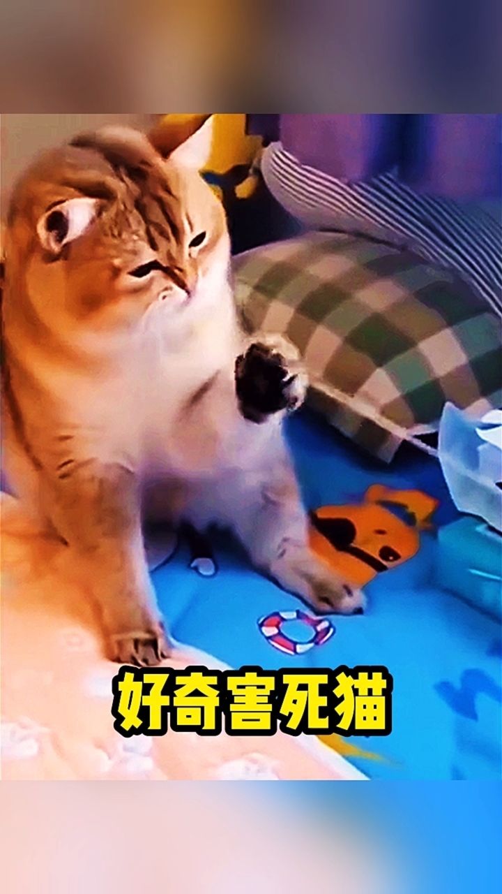 好奇害死猫