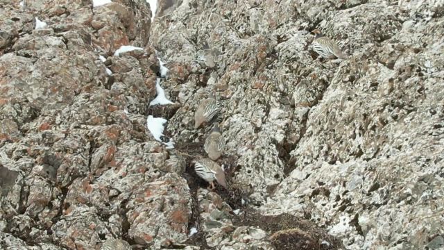 祁连山管护人员路遇“雪域精灵”藏雪鸡