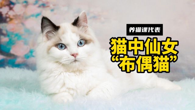 布偶猫不仅颜值在线,就连性格也很讨喜!