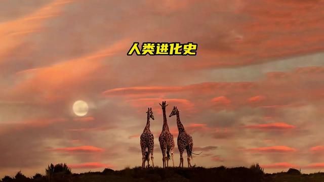 从440万年前,我们是如何一步步成为地球的主宰呢?看完视频相信你会有答案 #纪录片解说 #人类起源 #原始部落