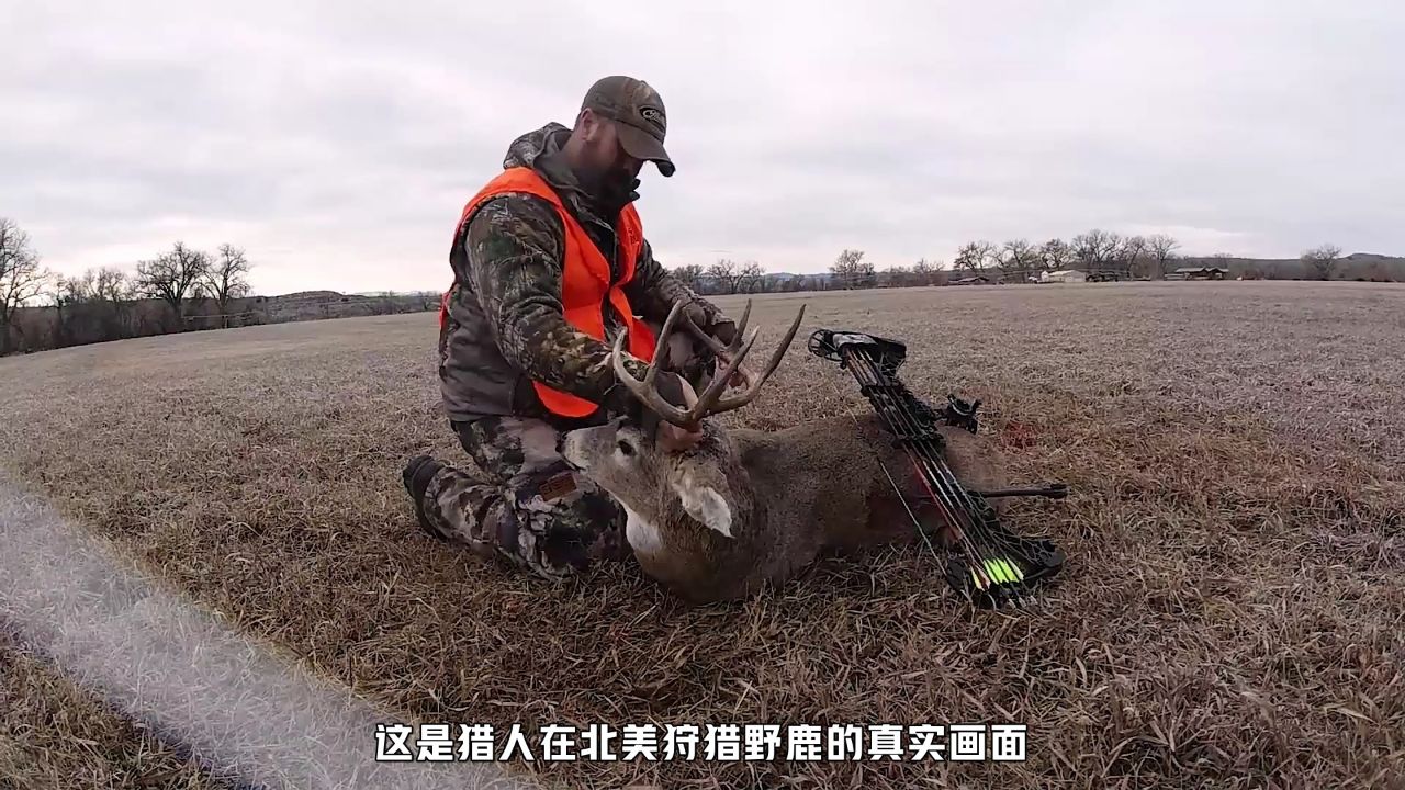猎人用复合弓狩猎野鹿他们能否成功