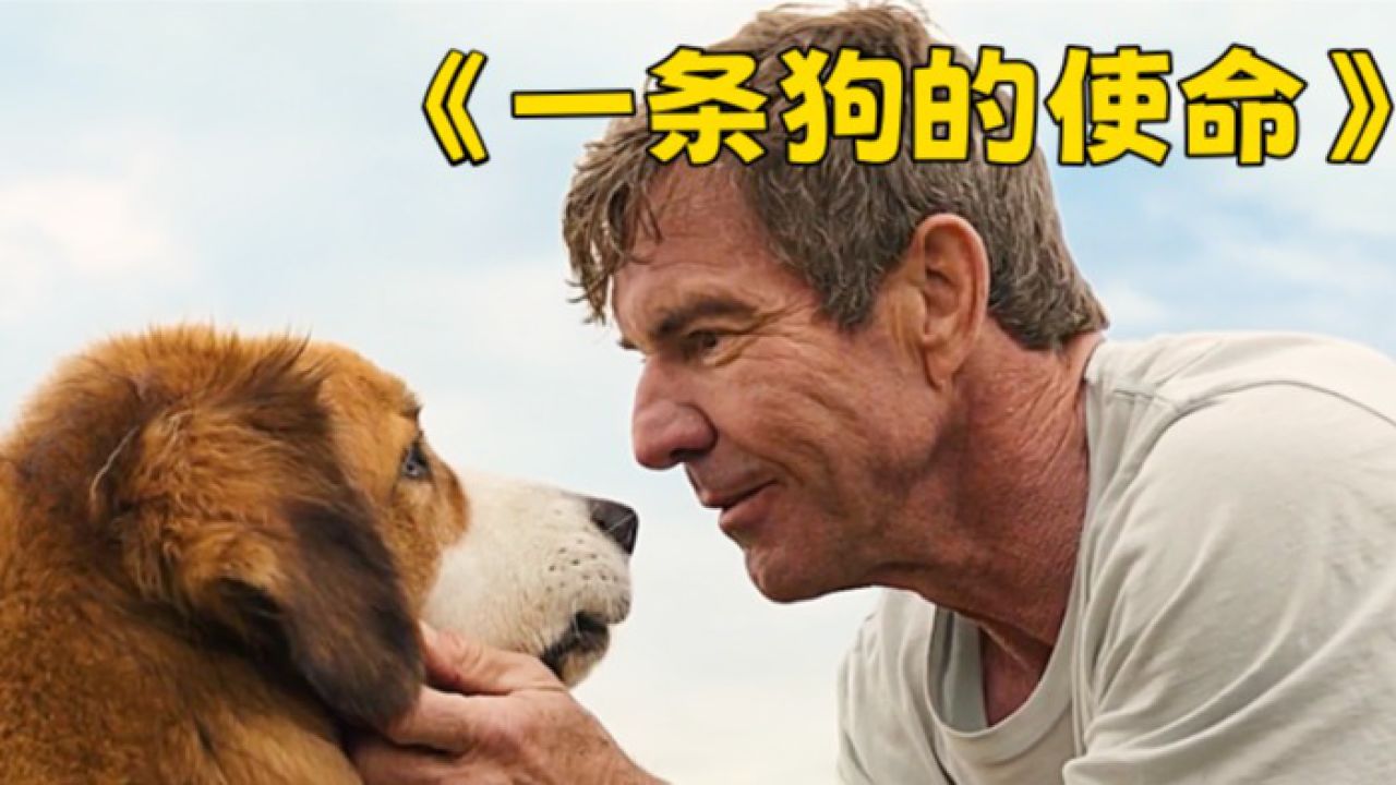 经历四世轮回,只为找到主人,治愈感人 《一条狗的使命》