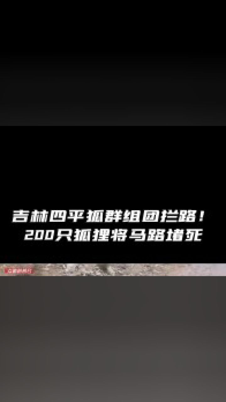 吉林四平狐群"组团拦路",200只狐狸堵住马路,交警全员出动!