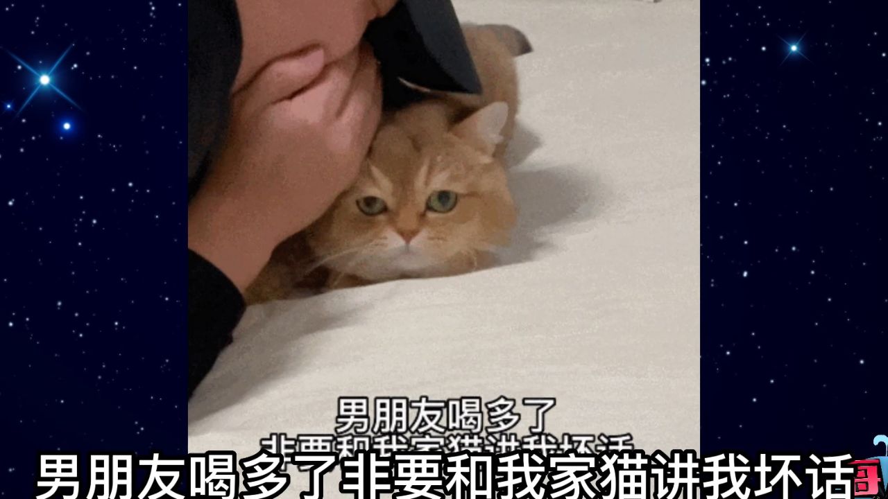 【每日一囧】男朋友喝多了,非要和我家猫讲我坏话