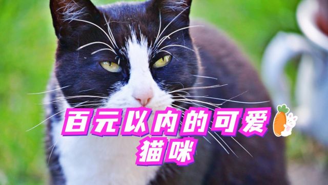 百元以内的可爱猫咪,心动不如行动!