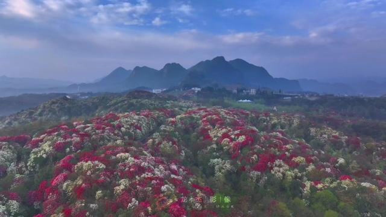 今天补起来 完美复刻 丁老师的构图和运镜[偷笑]#贵州毕节百里杜鹃