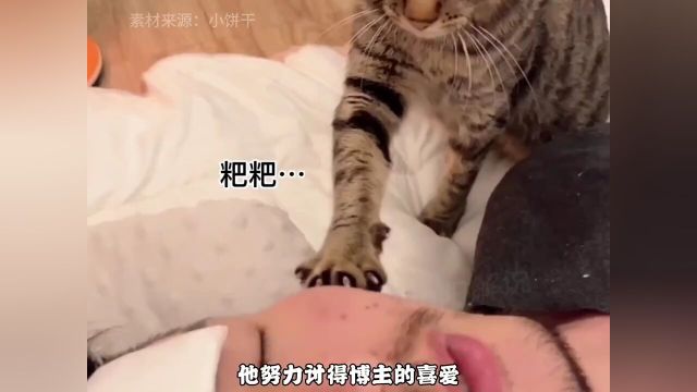 全网最治愈的猫咪