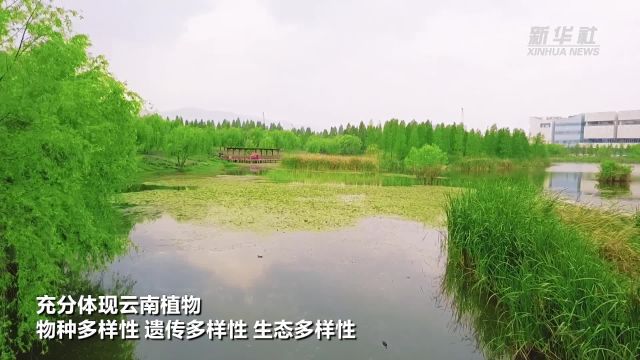 云南昆明:宝丰湿地 春景如画