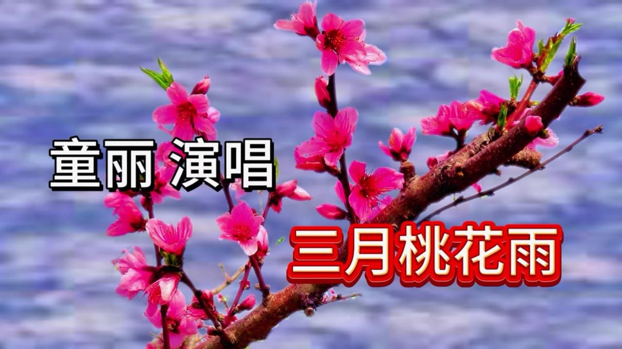 童丽演唱《三月桃花雨》老歌 就是 好听