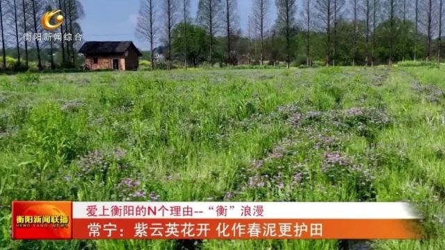 爱上衡阳的N个理由“衡”浪漫 常宁:紫云英花开 化作春泥更护田