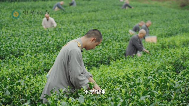 东华禅茶|灵鹫山下有灵芽,品茶悟道赴东华