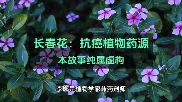 长春花:抗癌植物药源