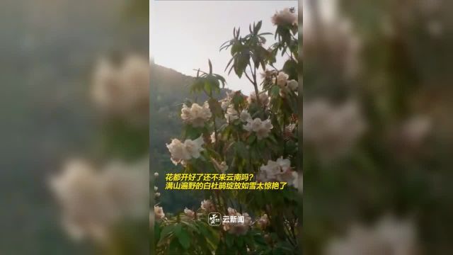 花都开好了还不来云南吗?满山遍野的白杜鹃绽放如雪太惊艳了!