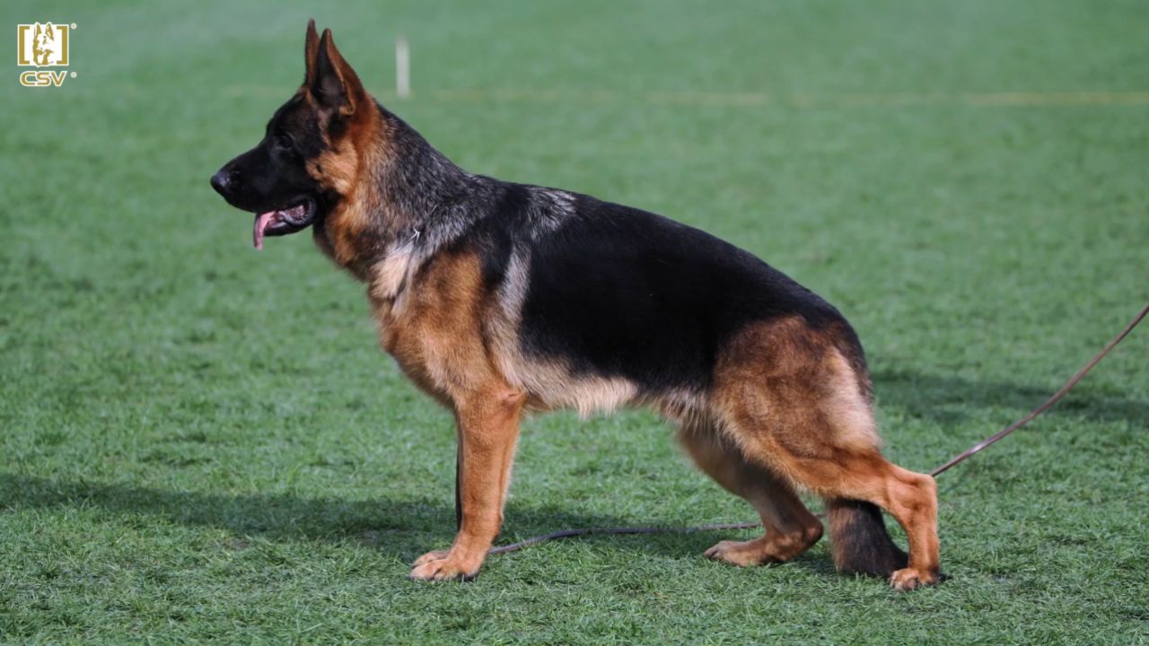 2023年秋季·csv德国牧羊犬中国优胜繁殖展幼小公犬组vv1犬只讲评