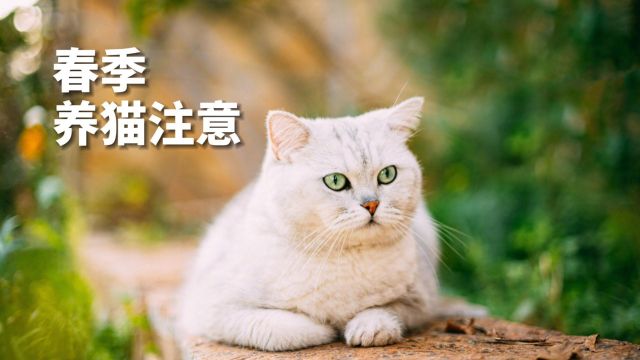 新手养猫,春季养猫要注意这几点!