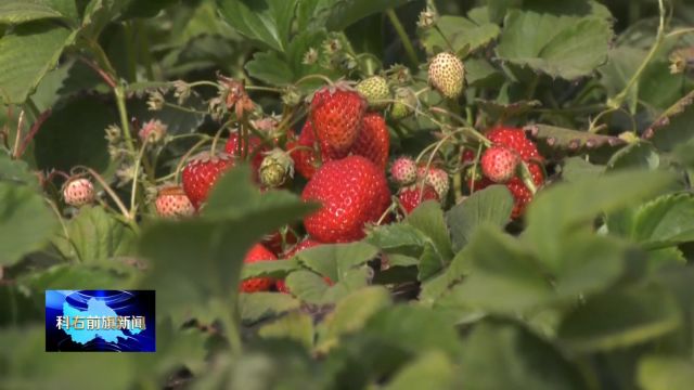 视频:科右前旗“乡村游”热度持续攀升