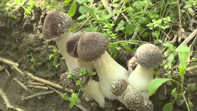 淮阳区白楼镇大郝村:林下种植赤松茸高产高效