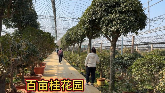 修建百亩大棚为了养桂花,花开时可以组织桂花节,树还可以换钱