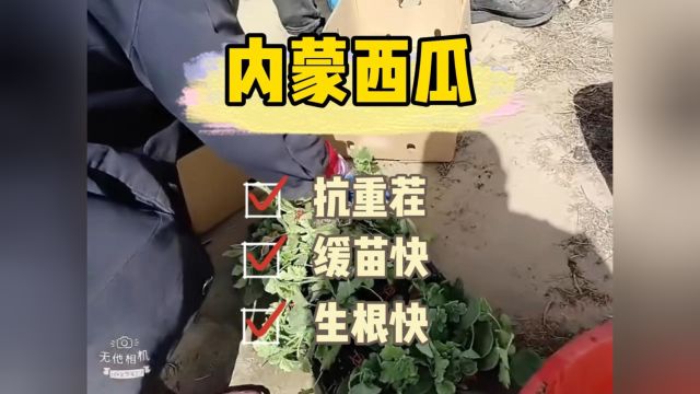 水溶肥厂家内蒙麒麟西瓜苗蘸根用夫沃施沃叶根乐夫+沃叶矿源黄腐酸钾,西瓜移栽后,不倒苗、抗死棵烂苗,提苗快、缓苗快、促进根系下扎快.