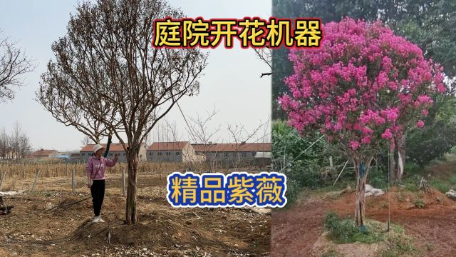 庭院开花时间最久的“百日红”,号称“开花机器”,豪宅的风水树