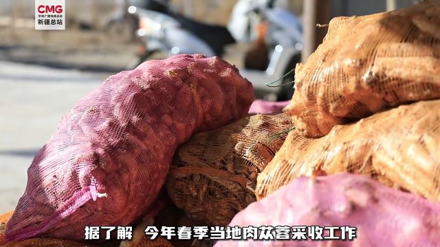 春动天山 | 新疆巴州:10万余亩“沙漠人参”肉苁蓉喜获丰收